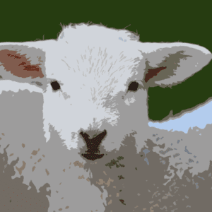 Whole Lamb