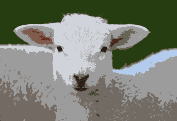 Whole Lamb